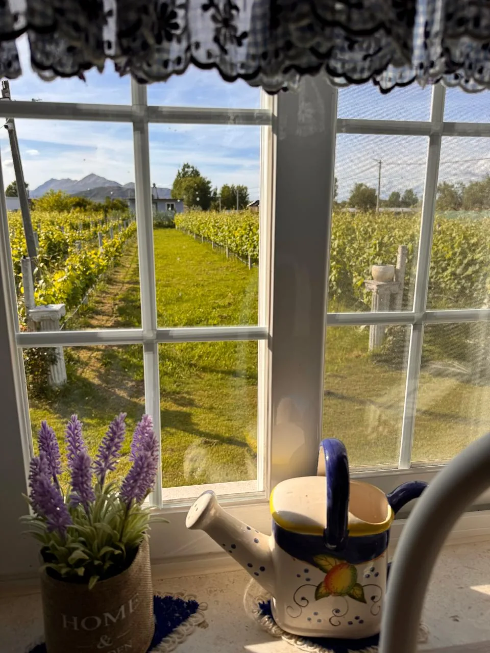 Vineyard view from the cottage window